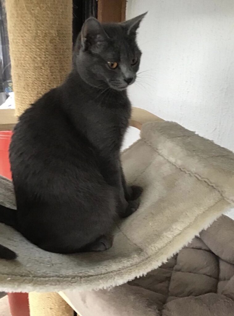 Blog Page 2 Sur 3 Au Paradis Des Chats